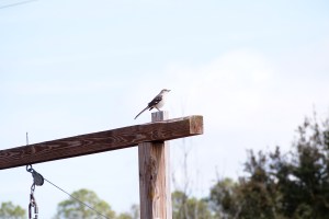 Northern Mocking Bird